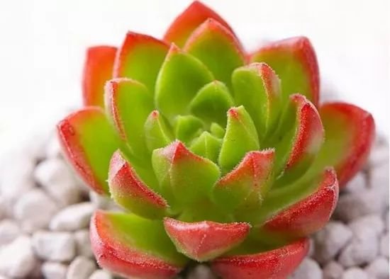 买到药锦后的多肉了怎么挽救,多肉如何才能出锦