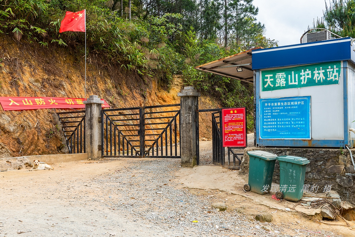 走最远的路,航拍广东最壮美的野生杜鹃花海