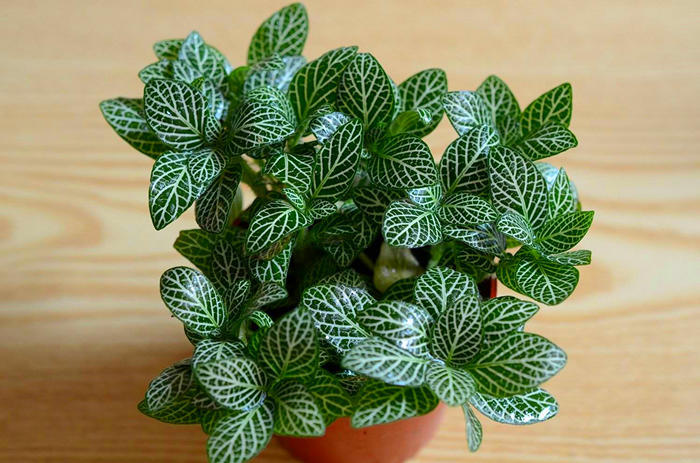 养花营养土羊粪的配制方法,养花土最佳配方