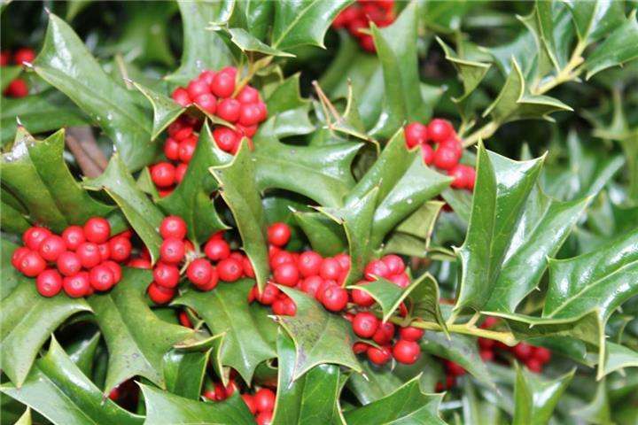 圣诞植物大全,圣诞节植物