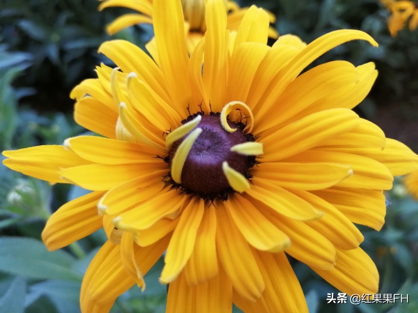 黑心金光菊和全缘金光菊的区别,黑心金光菊的观赏特性和园林用途