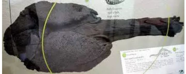 恐龙种类英语介绍甲龙,大型食肉龙英文