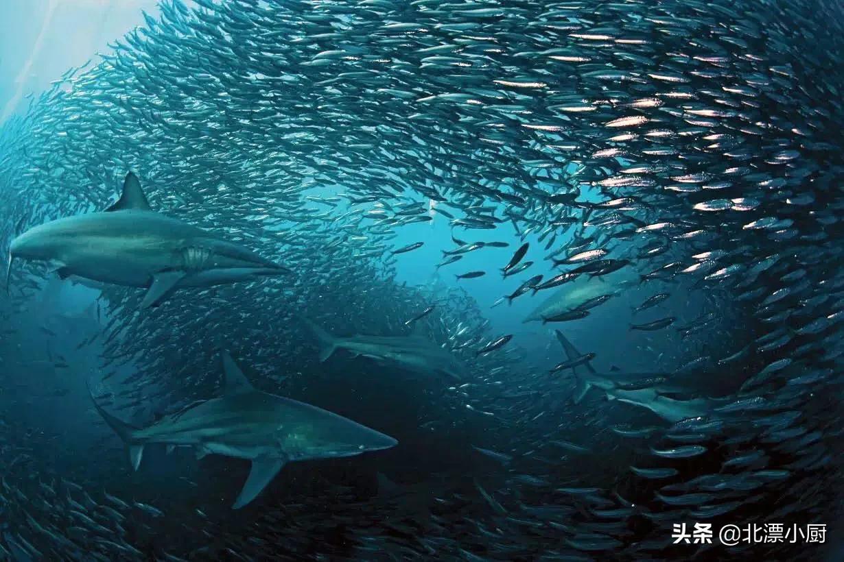 有哪些野生海鱼不能人工养殖的,市面上哪种海鱼纯野生不能养殖的
