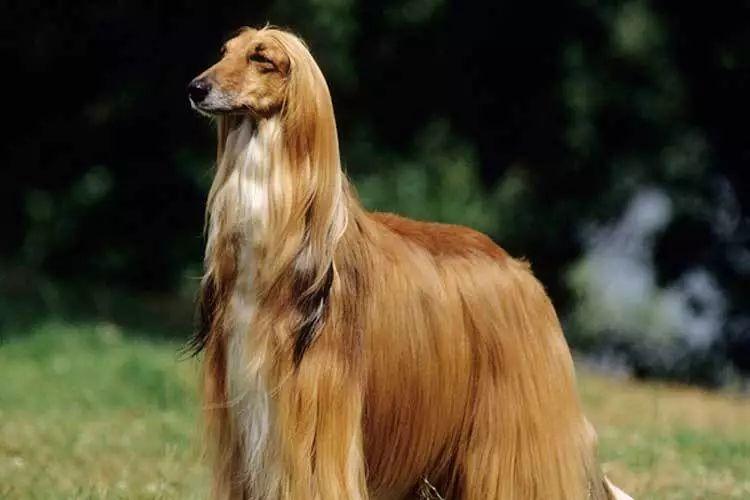 狗狗品种的分类你都了解吗,狗狗哪个品种当宠物狗更好