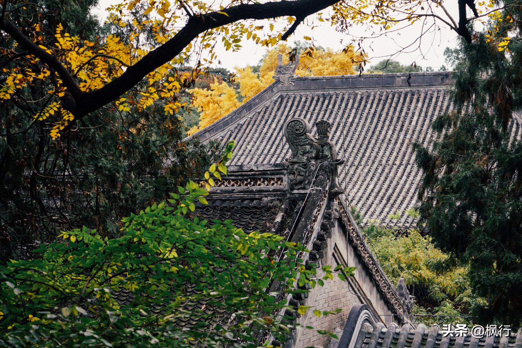 北京18个看银杏的好地方在哪,北京八大处看银杏攻略