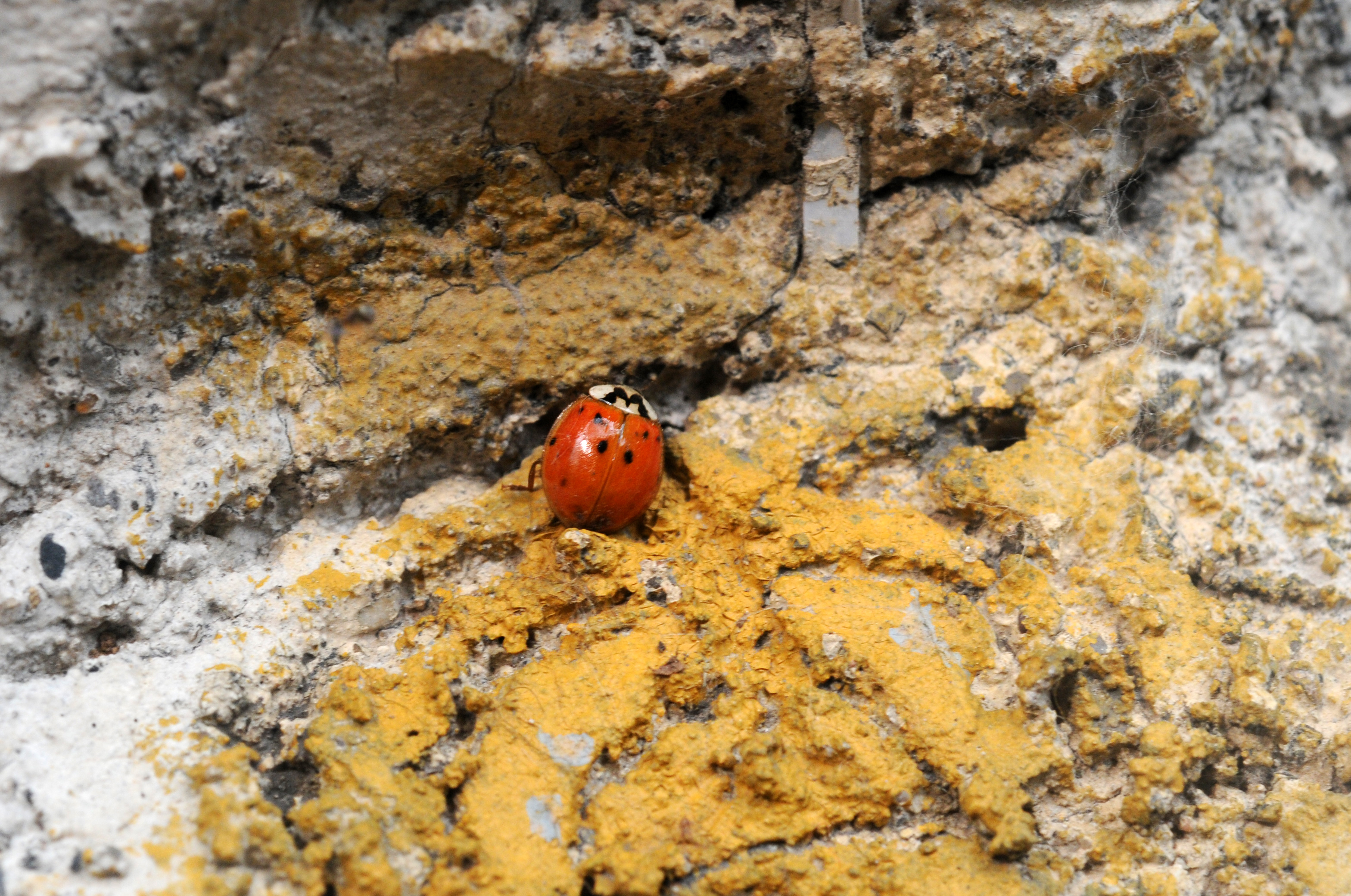 异色瓢虫和四星瓢虫,异色瓢虫与瓢虫的区别