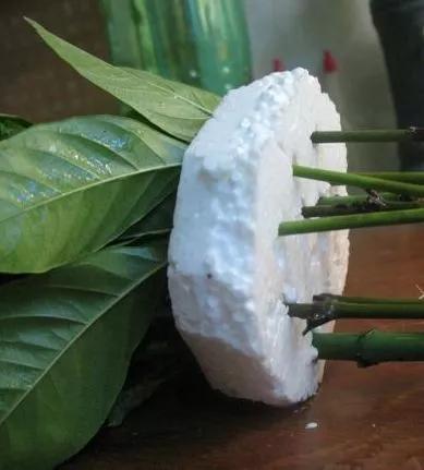 塑料瓶绑在月季上能生根吗视频,水扦插适应哪些花卉