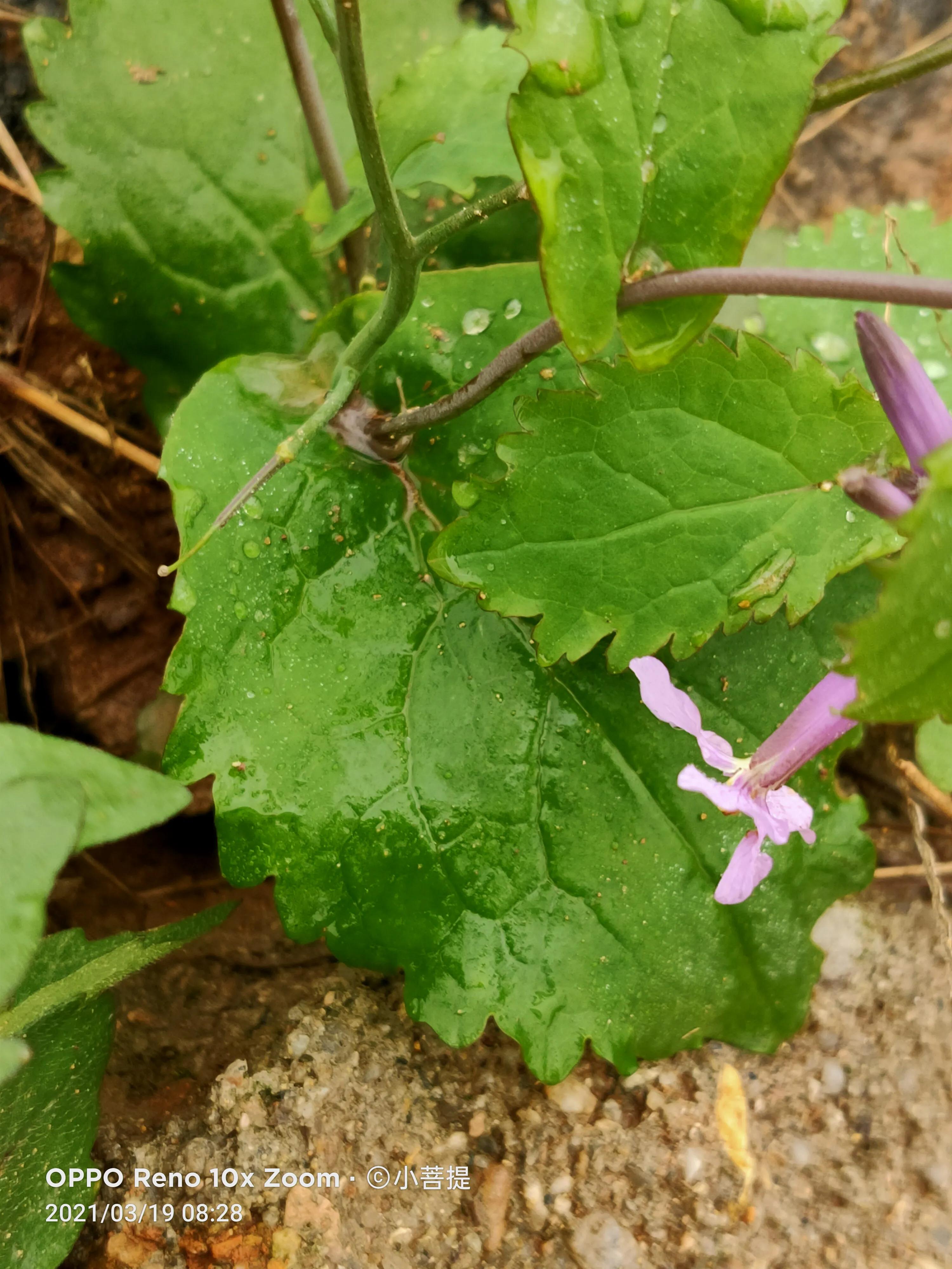 这种植物为成就蜀国屡次北伐功不可没