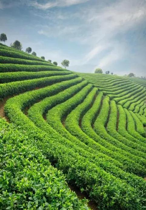 茶友话茶,茶友有话说