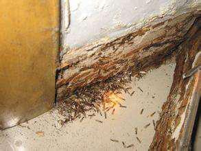 白蚁防治及综合治理技术方案,白蚁治理国家达标标准