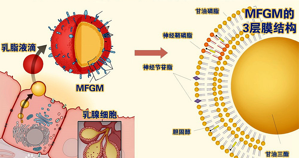 婴儿奶粉含天然乳脂有哪款 (三段含乳脂球膜的奶粉)