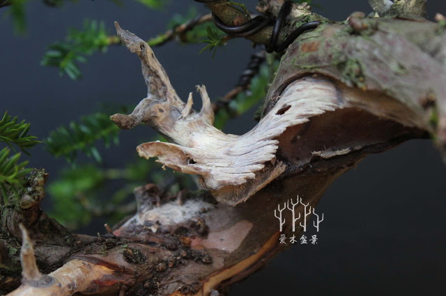 盆景改变造型,红豆杉老桩盆景造型