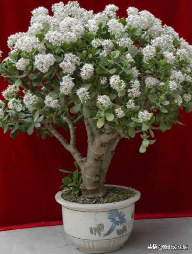 旺财旺家的3种花,5种花寓意好富贵养人