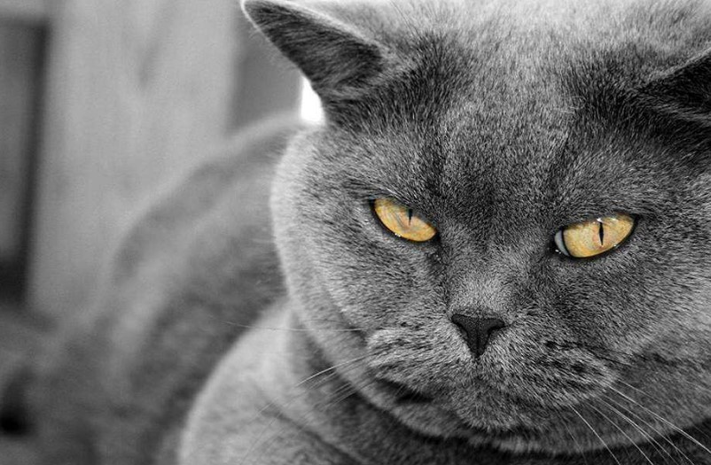 金渐层猫适合家养吗,孟加拉猫适合家养吗