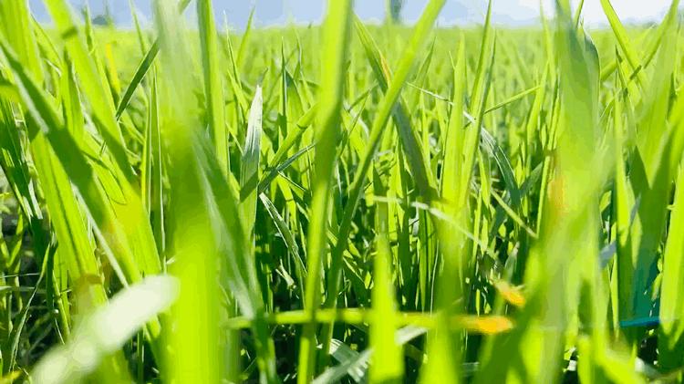 vivo自带相机软件,vivo手机摄影自学入门教程