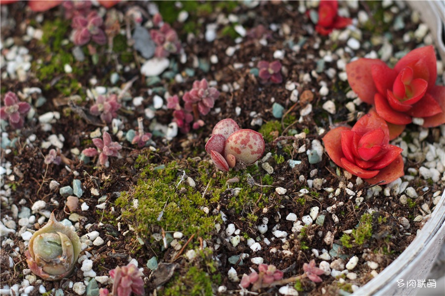 多肉青苔铺面,多肉各种铺面