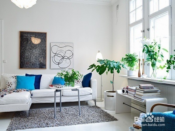 什么大型绿植家里好养,家里不适合养什么绿植