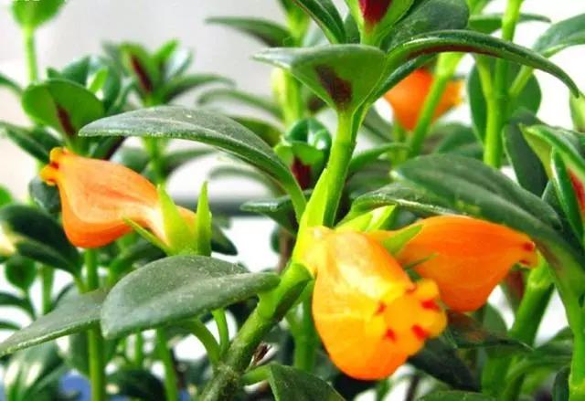 金鱼吊兰怎么整年不开花长得挺旺,金鱼吊兰叶子发黄掉叶怎么办