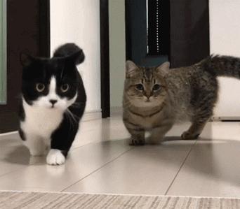 新领养猫不吃怎么办,新领养的小猫不吃猫粮怎么办