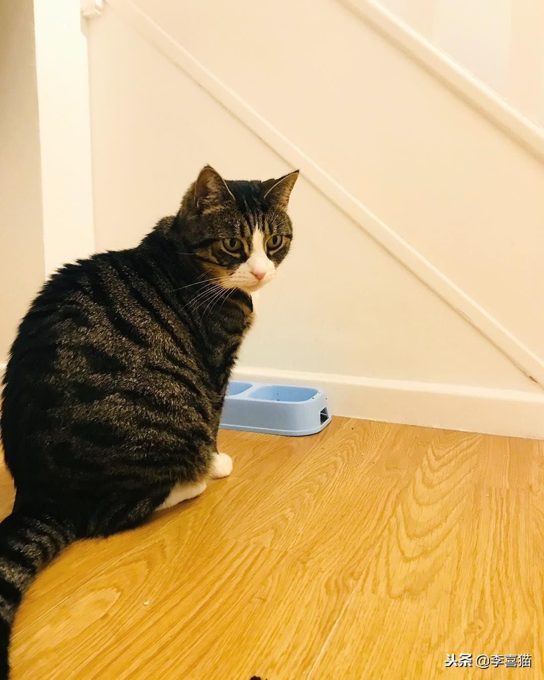 进口猫粮和国产猫粮区别,国产猫粮和进口的区别