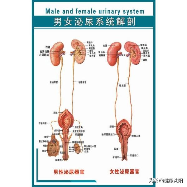 泌尿系感染健康科普图片,尿路感染健康宣教案例