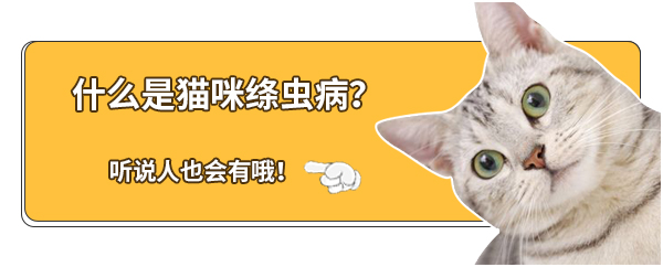 猫患绦虫兽医一般怎么治疗,猫咪得了绦虫什么症状