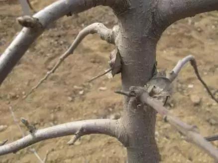 果树清园到底用什么药最好,冬季蜜柚清园管理要点