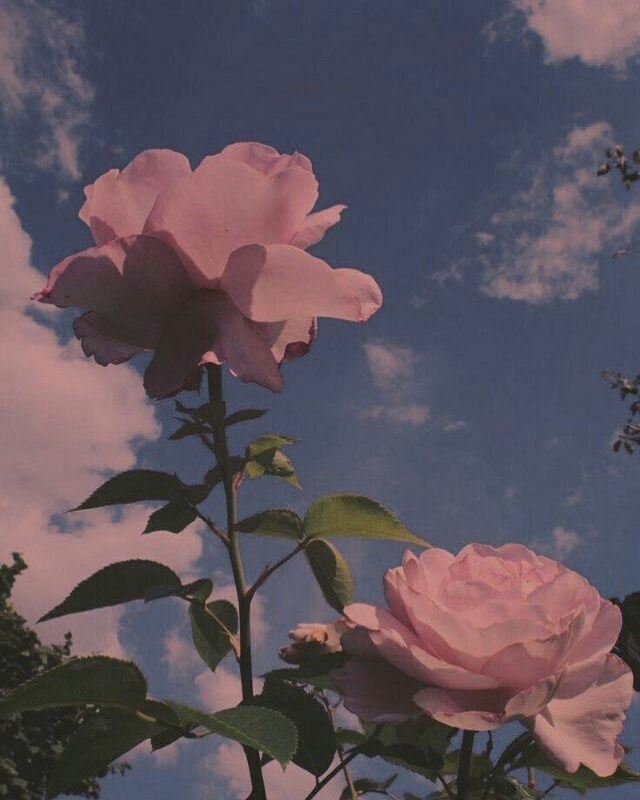 形容仙气十足不沾世俗的优美句子,仙女下凡仙气的句子