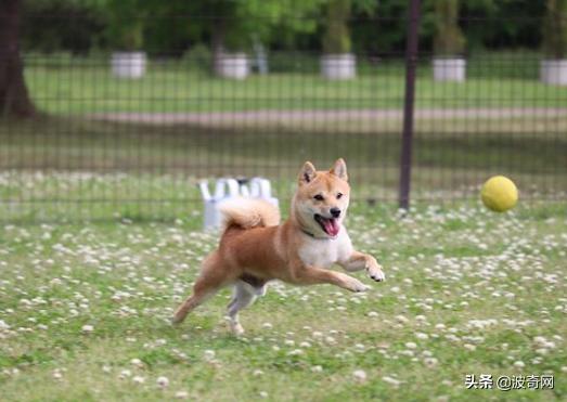 不喂狗会复位吗,不喂狗的下场