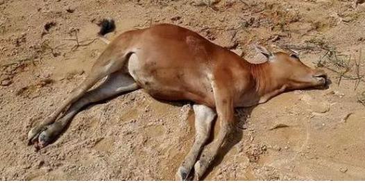 养牛怎么防止中毒,养牛怎样预防农药中毒症状