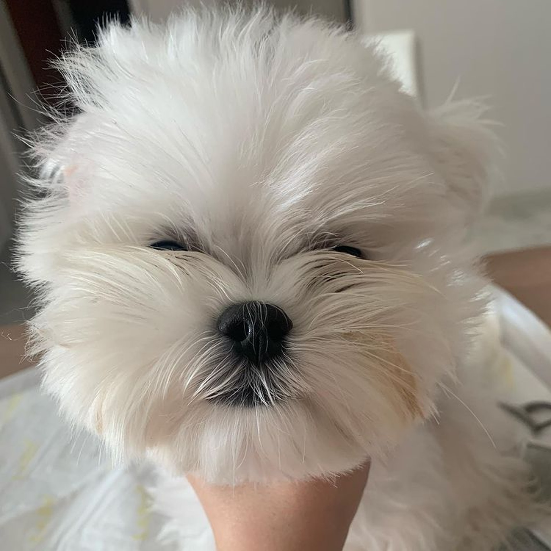 狗狗睡醒突然坐起来视频,狗狗睡醒兴奋突然昏倒