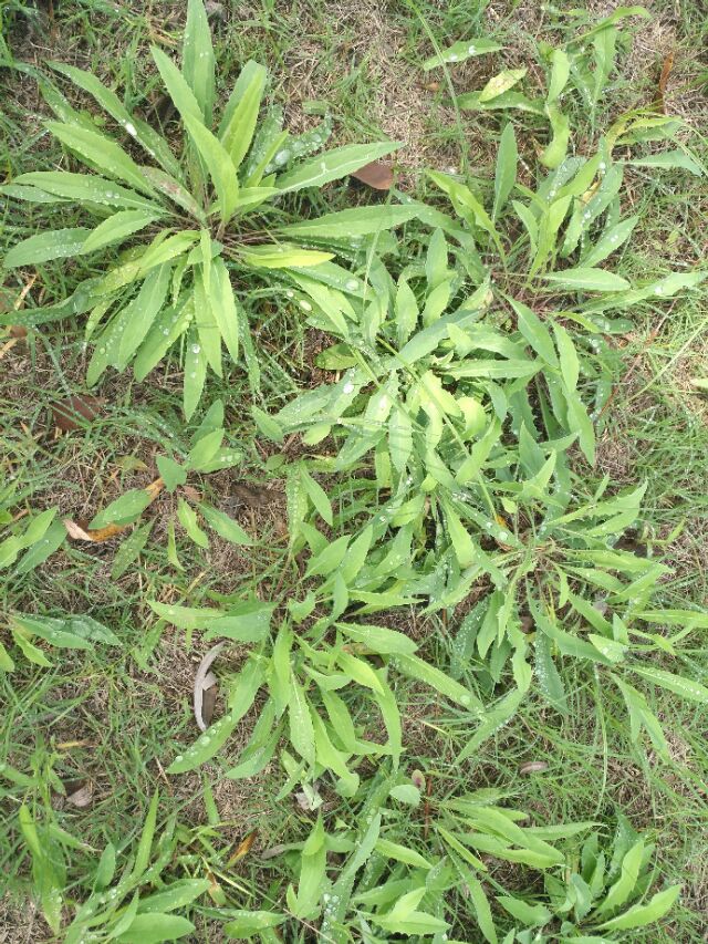 学习中药学的兴趣和感悟,中药学学习心得3000字