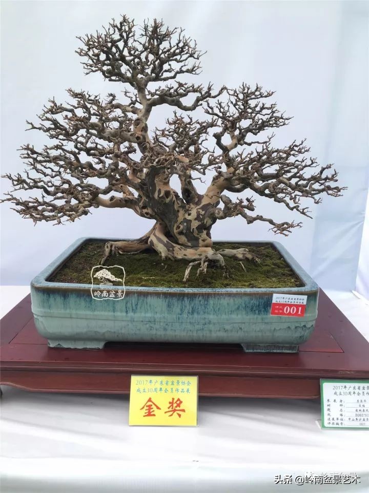 经典雀梅文人树盆景,十年以上的雀梅盆景图及价格