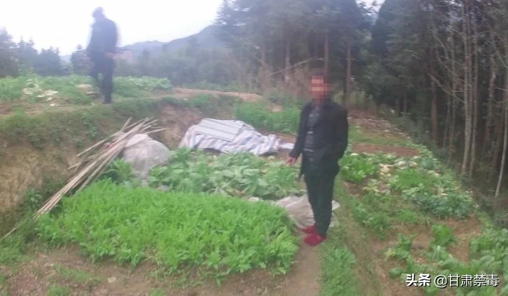 胆太大！七旬大伯竟拿*粟罂**当菜吃！