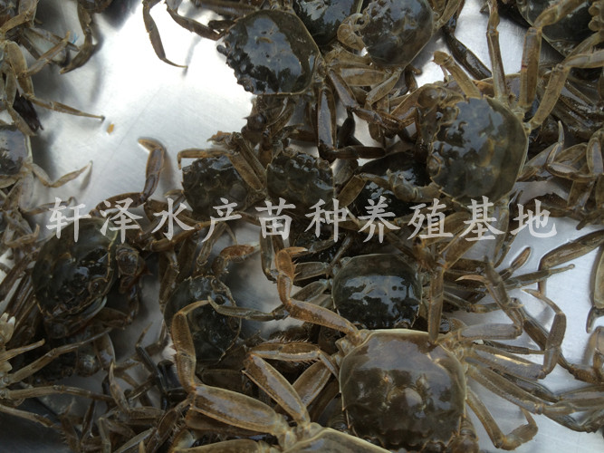 如何养好大闸蟹，专家建议这么做