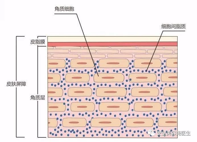 面部反复起红斑红疹是什么炎症,脸部痒没有皮疹是什么原因