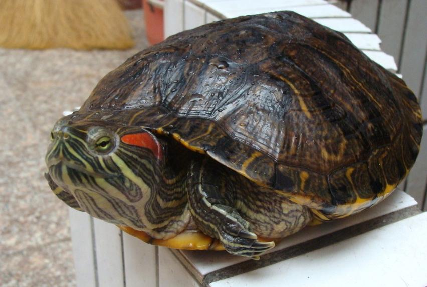 巴西龟泛滥成灾是真的吗,巴西龟是泛滥物种为什么不吃掉它