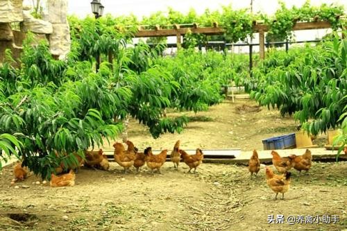 散养土鸡养殖成本计算方法有哪些,散养土鸡的成本与利润是多少