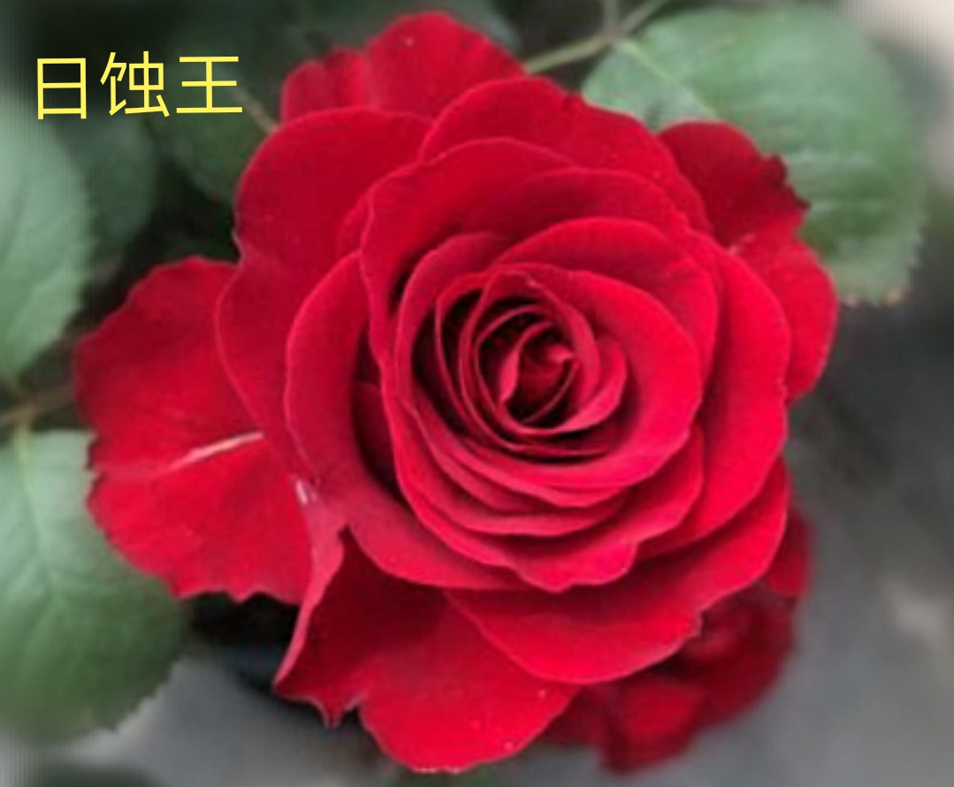 阳台系列月季品种大全,微型月季藤本月季