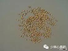 中药图片大全名称,中药图片大全带药名高清