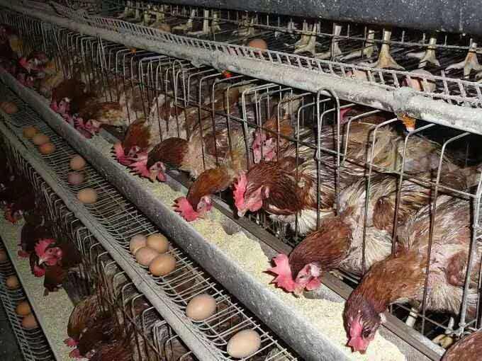 沙门氏杆菌家禽怎么预防,养殖场沙门氏菌预防方法