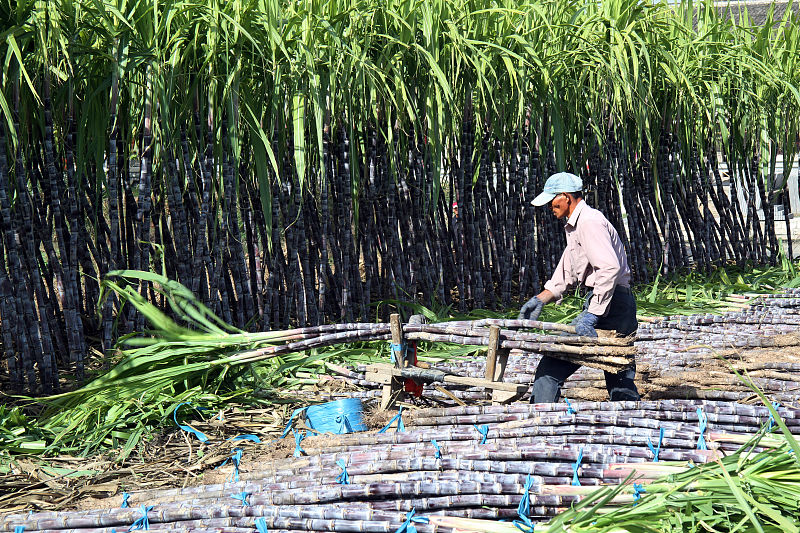 种植甘蔗关键指标,甘蔗种植下去以后注意事项
