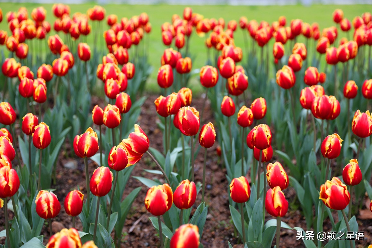宁波最大的郁金香基地,宁波郁金香在什么地方
