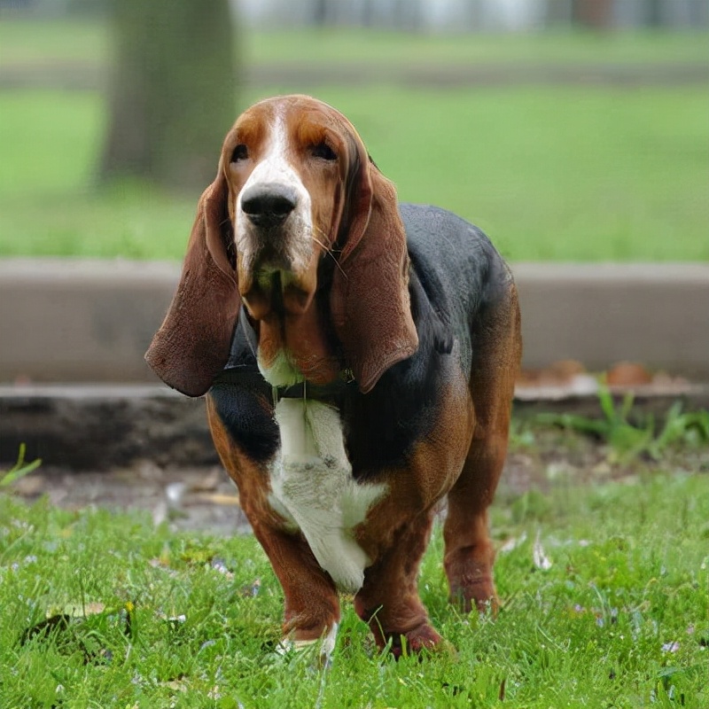 狗狗品种大全及介绍了解一下,狗狗品种怎么挑选最好看