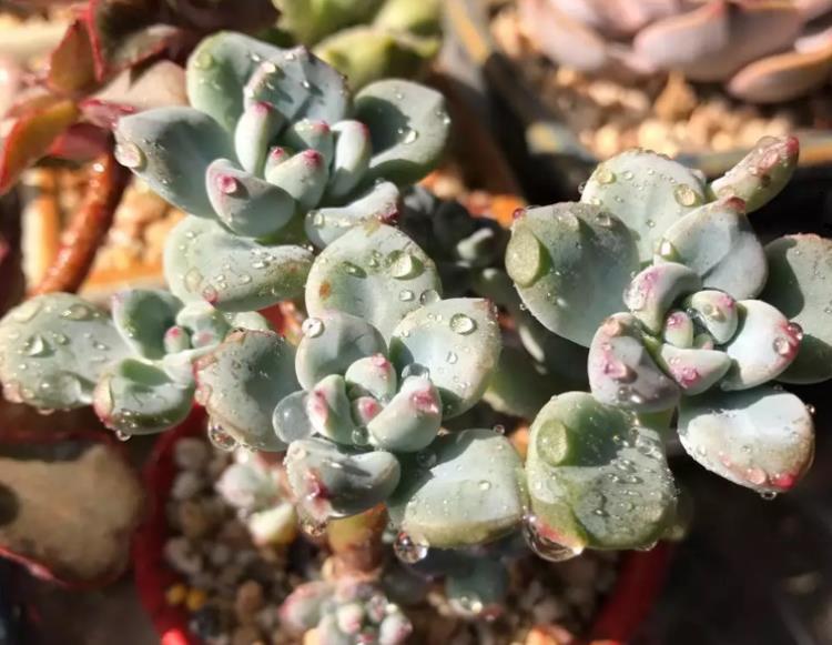 网购多肉老桩心欢喜，上盆时却犯了愁，应该怎么操作？