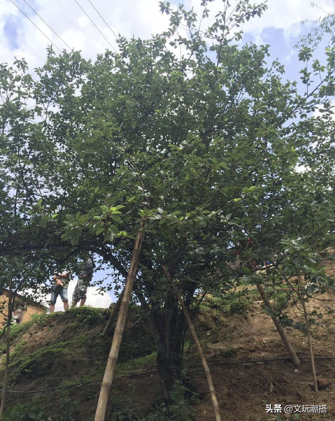 凤眼菩提为什么有的小尺寸就便宜,凤眼菩提怎么看品相