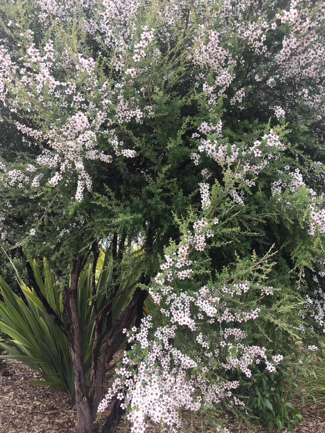 记忆中的旅行之新西兰（北岛）