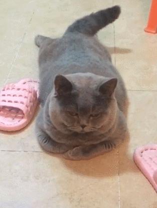 英国短蓝猫好养吗,千万别养蓝猫