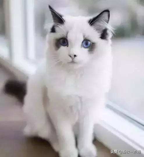 教猫戴牵引绳,教猫咪戴项圈