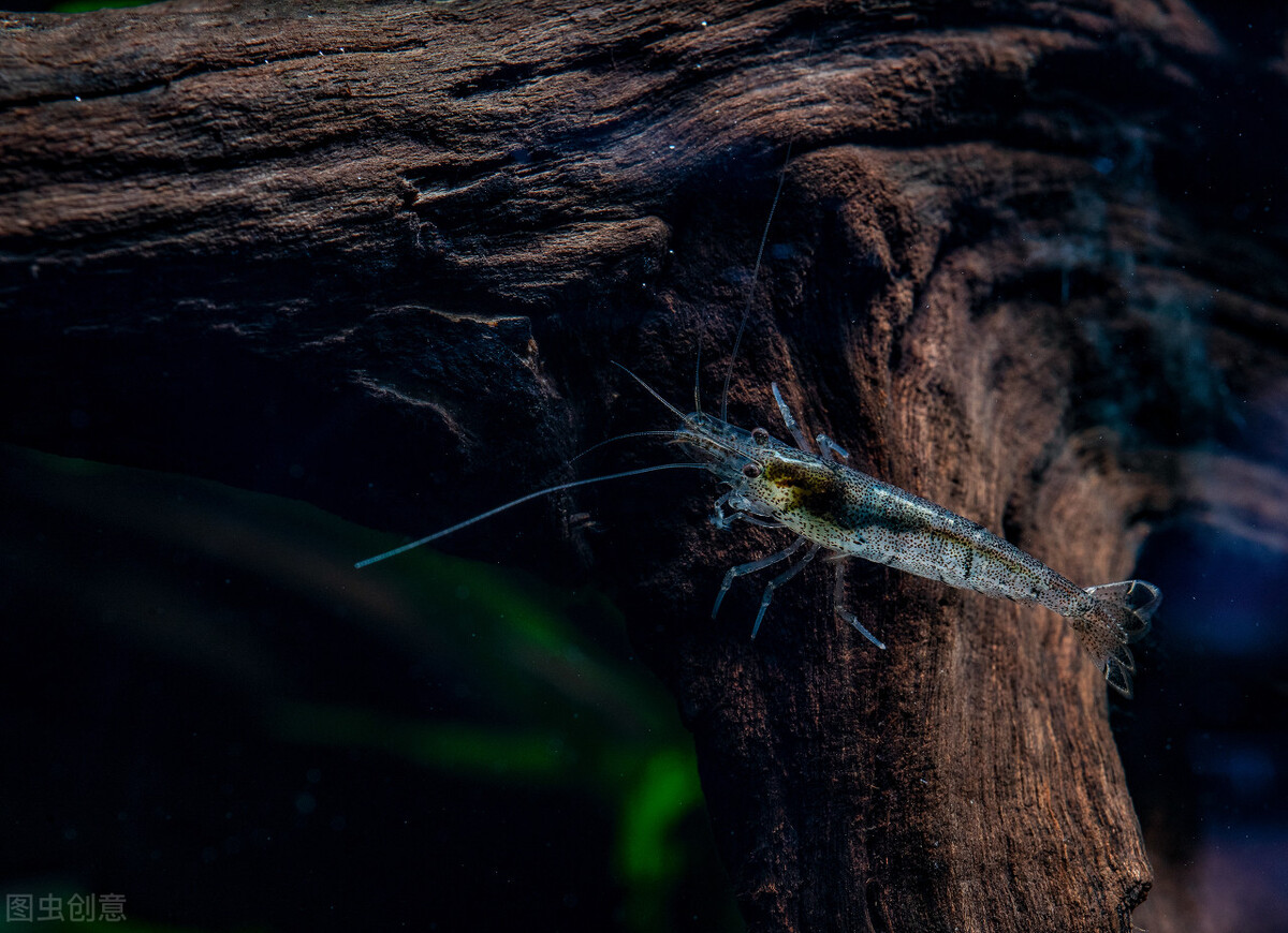 黑壳虾不好好除藻了,黑壳虾除藻有用吗